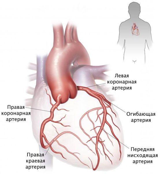 коронарные артерии